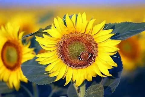 تصویر 4 از فروش تابلو رنگ روغن گل آفتابگردان + قیمت خرید به صرفه